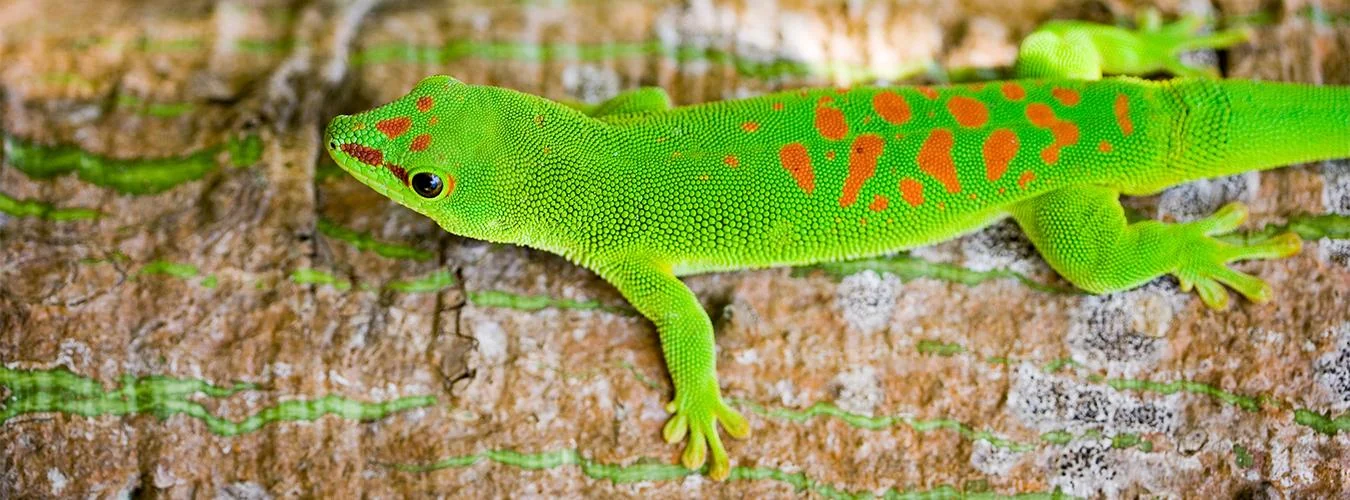 ENSZ Biodiverzitási Világnap 2022. május 22.